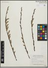 Foto von Salix arbusculoides Andersson
